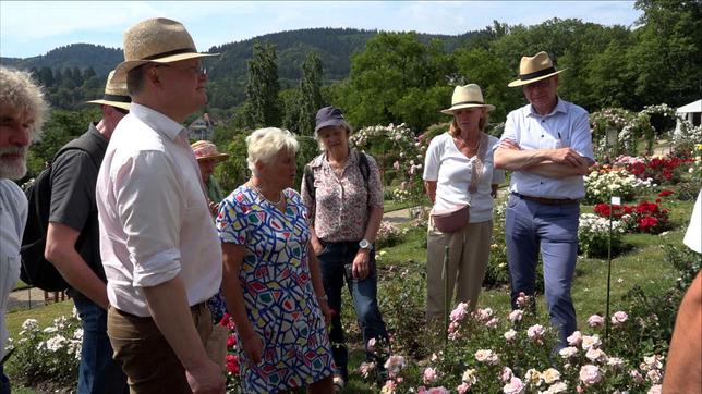 Rosenzüchterinnen und Rosenzüchter kämpfen um die "Goldene Rose" von Baden Baden. 
