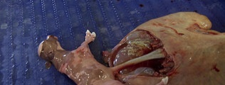 toter Fetus einer geschlachteten Mutterkuh