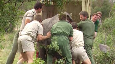 Elefant wird von Männern in Käfig geschoben
