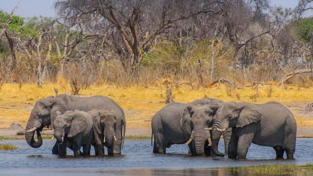 Elefanten an Wasserstelle
