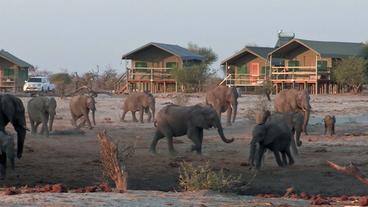 Elefanten in der Nähe einer Lodge