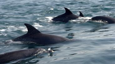 Die Rücken von Delfinen mit Schwanzflosse im Meer