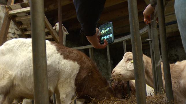 England: Videokonferenz mit Ziegen – die Geschäftsidee einer Farmerin