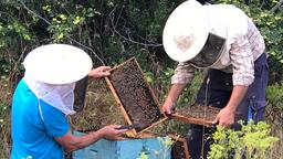  Imker sorgen sich um ihre Bienen. Diese könnten Schadstoffe des Goldabbaus, z.B. Arsen, aufnehmen.