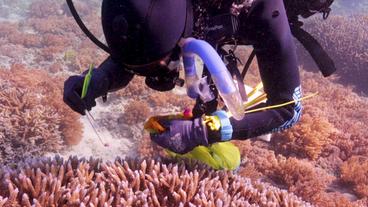 Taucherin entfernt Müll bei Korallen im Meer