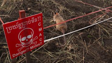 Kambodscha: Die Hamsterratten können Menschenleben retten