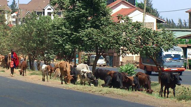 Kühe auf einer Straße in Nairobi