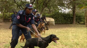 Kenia: Schnappschuss – Warum werden in Nairobi nachts Hunde gemietet?