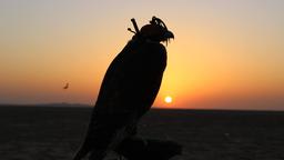 Weil Falken in der Vergangenheit den Lebensunterhalt für viele Beduinen-Familien gesichert haben, wird ihnen bis heute großer Respekt entgegengebracht. Abu Dhabi, Vereinigte Arabische Emirate – eine ganz eigene Welt.
