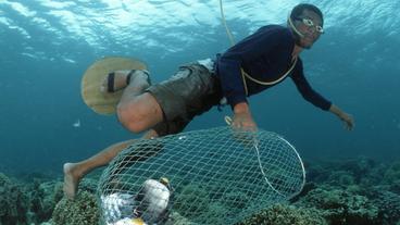  Dynamitfischer fischt mit einem Keschernetz nach der Explosion betäubte Korallenfische ab