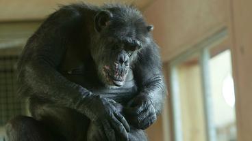 Schimpanse / Affe 
