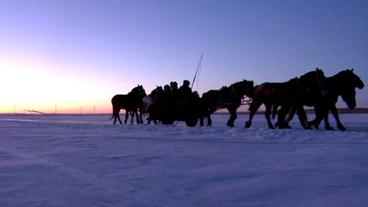 Pferde ziehen einen Wagen über das Eis