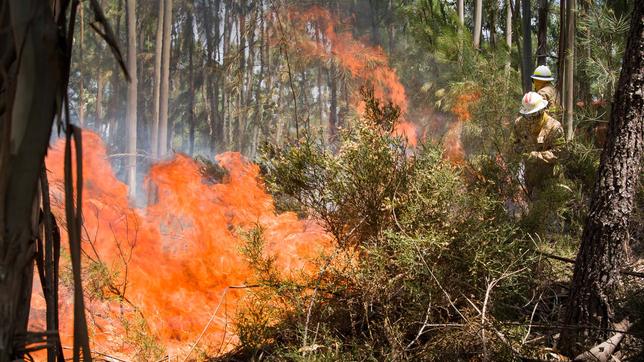 Einsatzkräfte der Feuerwehr versuchen die Flammen in einem Wald einzudämmen.