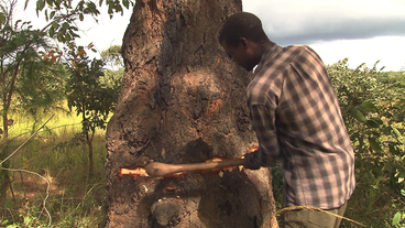 Vier Tage werden Alvin und Victor hacken, bis der Mutondo-Baum endlich fällt.