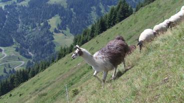 Ein Lama mit Schafen