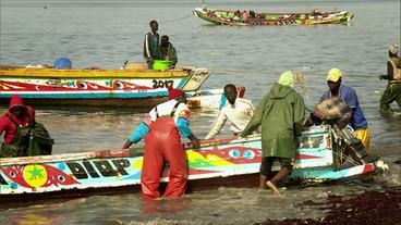 Senegal: Rückkehr aus Europa, viele Senegalesen kehren freiwillig zurück und hoffen auf einen Neustart