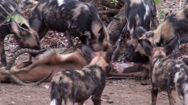 Bild: SWR Wildhunde fressen Antilope