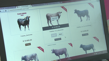 Internetseite der Firma Livestock Wealth aus Pretoria