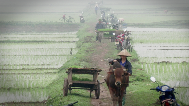 Reisfelder in Vietnam