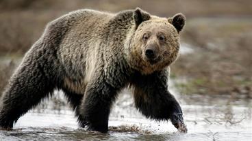 Grizzly-Bären in Kanada – Jäger haben sie im Visier und zahlen viel dafür, die Bären zu töten.