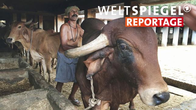 31-jährige Kuh im hinduistischen Kuhtempel