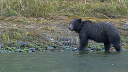 Grizzlybär am Ufer