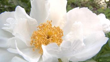 Weiße Blüte der Paeonia