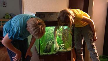 Kinder beim Aquarium einrichten