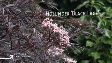 Holunder mit schwarzen Blättern und cremerosafarbenen Blüten