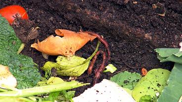 Kompostwürmer zwischen Küchenabfall