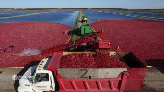 Bild: SWR Cranberry Ernte in Wisconsin Rapids