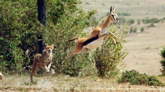 Bildquelle: NDR/ Silverback Films 2015 Ein Gepard jagt eine Thompson-Gazelle im Massai-Mara-Nationalpark, Kenia.