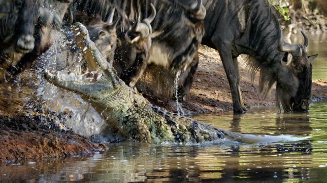 Bildquelle: NDR/ Silverback Films 2015 Ein Nilkrokodil stürzt sich auf ein durstiges Gnu am Ufer das Grumeti - Flusses in Tansania.