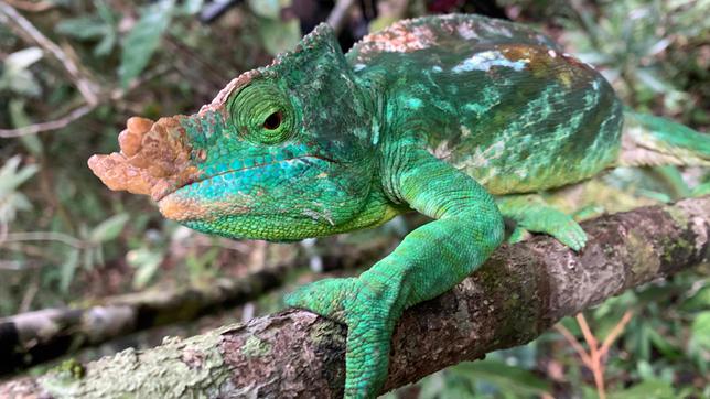 Der Lebensraum des Parson Chamäleons sind die dicht bewaldeten Regenwälder Madagaskars