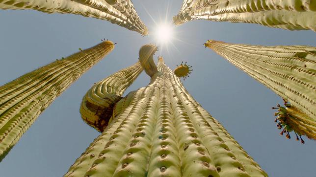 Der Saguaro Kaktus in der Sonorawüste steckt voller Leben.