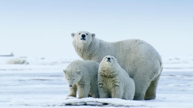 Für Eisbären wird das Überleben in Alaska immer schwieriger.
