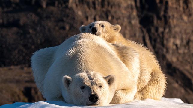 Im Scorsbysund begegnet Tierfilmer Lars Pfeiffer einer Eisbärenmutter mit ihrem Kind.