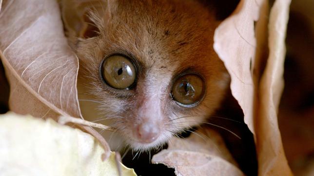 Mausmakis sind die kleinsten aller Lemuren. Den Tag verbringen sie geschützt in einer Baumhöhle.