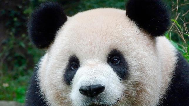 Pandas kommen heute nur noch in Sichuan und zwei benachbarten Provinzen Chinas vor.