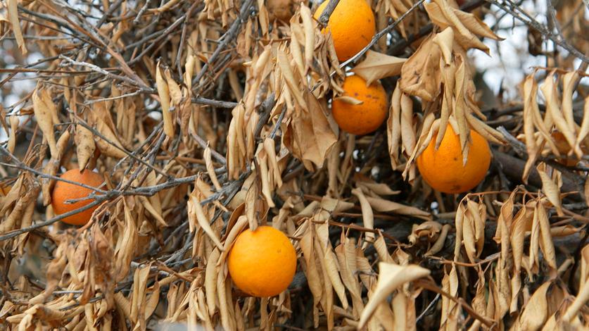 Letzte Chance für unser Klima: Vertrocknete Orangenbäume