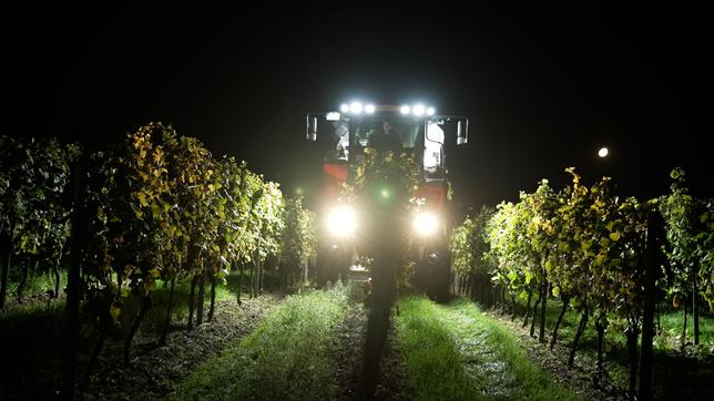 Mitten in der Nacht wird in Rheinhessen der Weißwein mit dem Vollernter geerntet.
