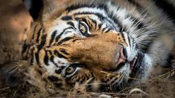 Einer von Raj Bheras Söhnen, schon fast erwachsenen. Jeder Tiger hat eine ganz individuelle Zeichnung – auch im Gesicht.