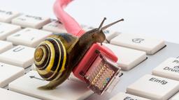 Eine Schnecke kriecht ber ein Netzwerkkabel, das auf einer Computertastatur liegt.