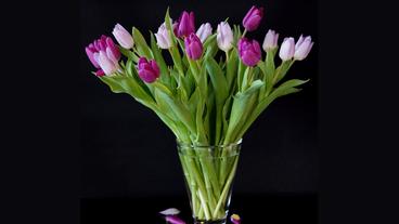 Bild: Pixabay/Katzenfee Tulpen in einer Vase