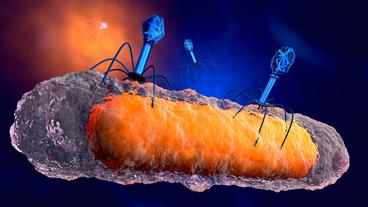 Schematische Darstellung von Bakteriophagen