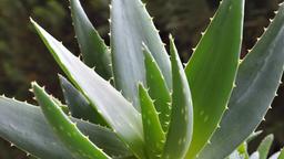 Aloe Vera Planze