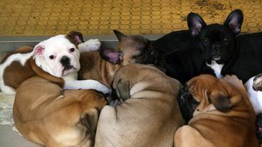 Geschmuggelte Hundewelpen im Nrnberger Tierheim