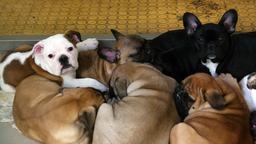 Geschmuggelte Hundewelpen im Nrnberger Tierheim
