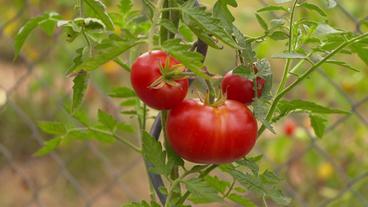 Tomaten am Strauch