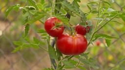 Tomaten am Strauch